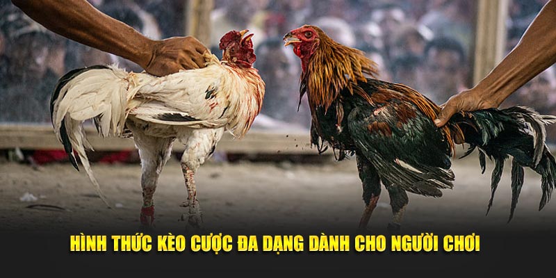 hinh thuc keo cuoc da dang danh cho nguoi choi 