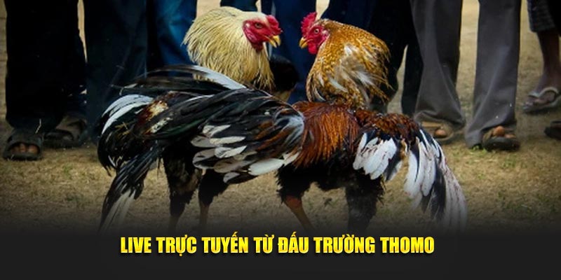 live truc tuyen tu dau truong thomo 