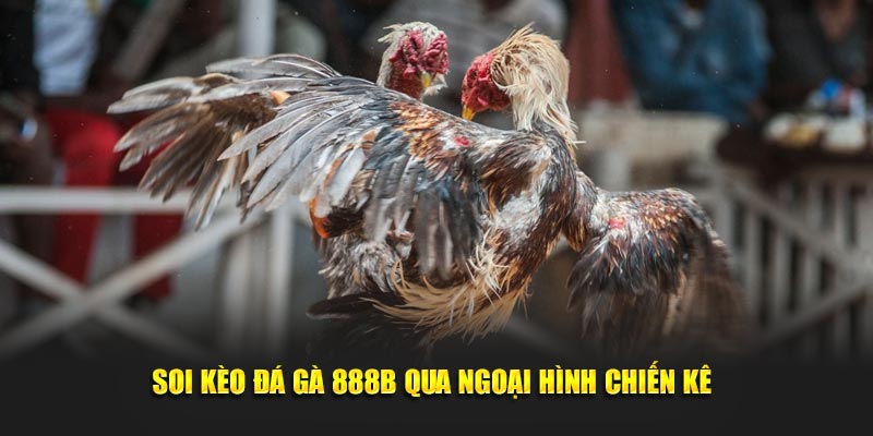 soi keo da ga 888b qua ngoai hinh chien ke 