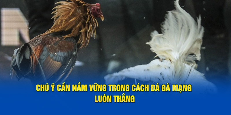 chu y can nam vung trong cach da ga mang luon thang