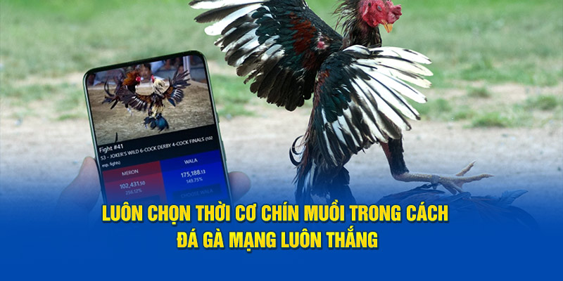 luon chon thoi co chin muoi trong cach da ga mang luon thang