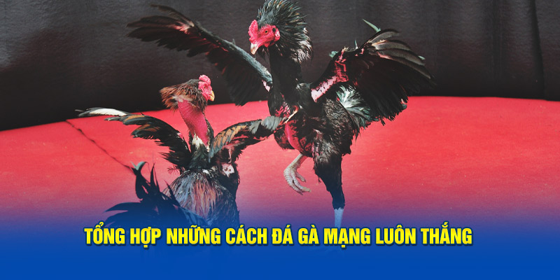 tong hop nhung cach da ga mang luon bat bai